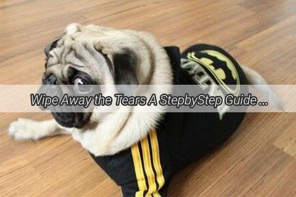  Wipe Away the Tears A StepbyStep Guide to Cleaning Your Dogs Emotional Watery Eyes